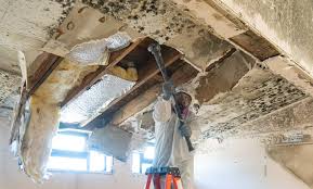 Nassau Village Ratliff, FL Mold Remediation Company